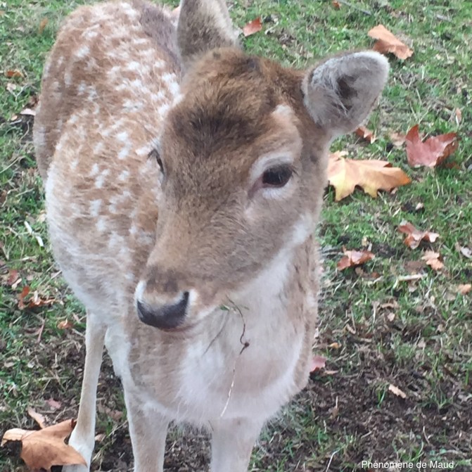biche phenomene de maud.jpeg