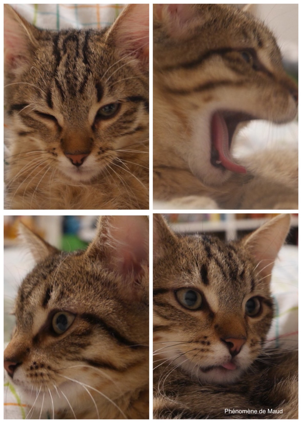 Dumbo 22:11:2018