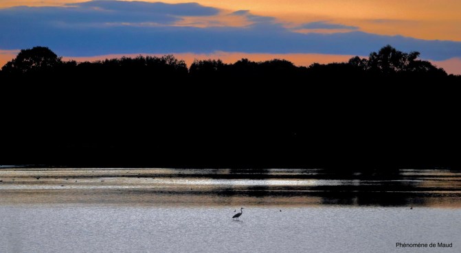 étang phenoemene de maud.jpeg