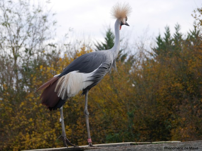 grue phenomene de maud.jpg