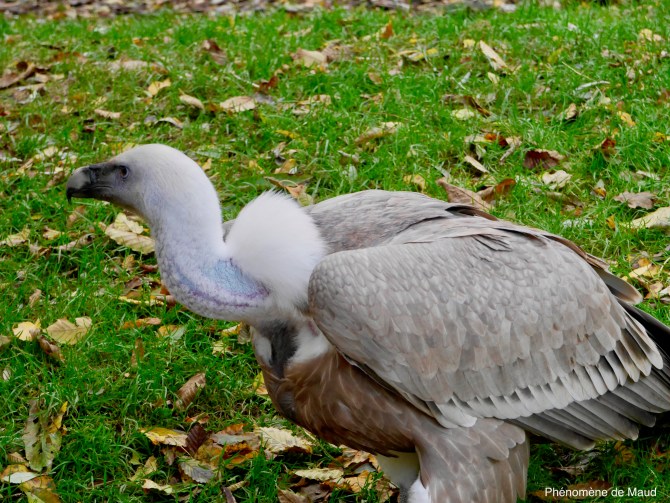 vautour de l'himalaya.jpeg