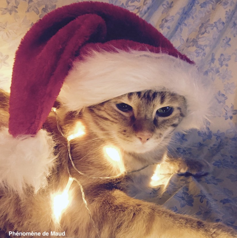 Tigrou pere noel chat phenomene de maud.jpg