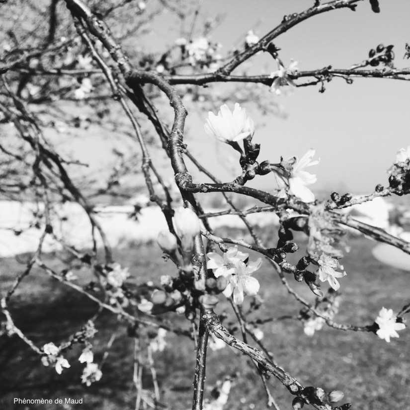 fleurs noir et blanc.jpeg