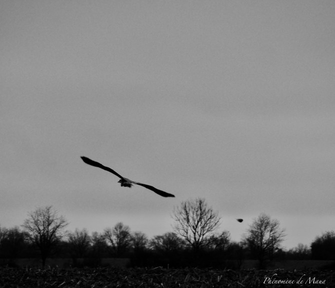 vol oiseau