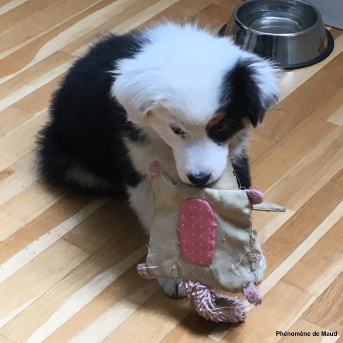 berger australien.jpeg