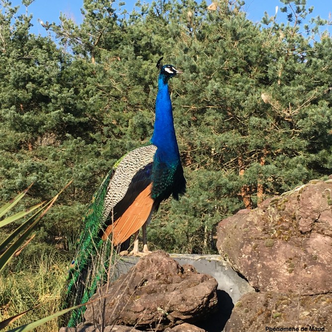 paon.JPG