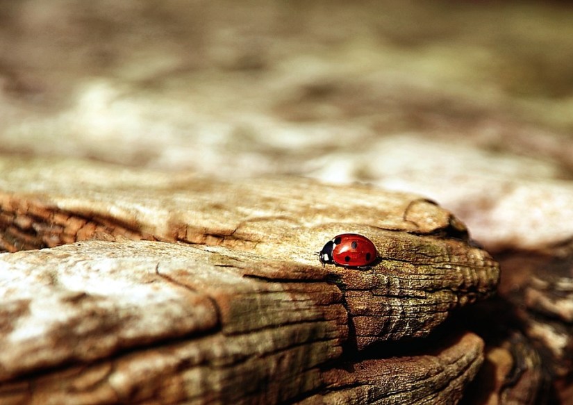 ladybug-354521_960_720.jpg