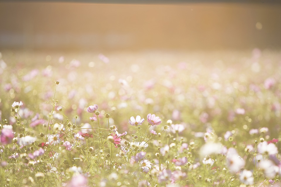cosmos-flowers-1138041_960_720.jpg