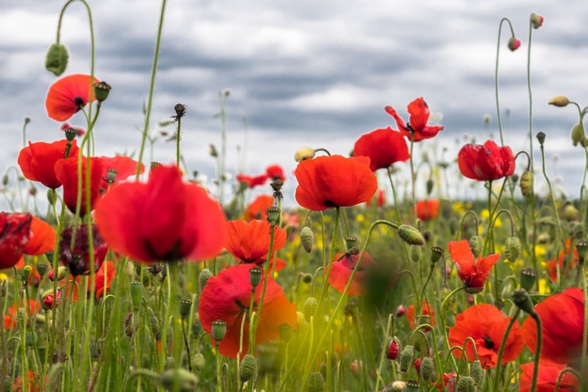 poppy-flower-4246241_960_720.jpg