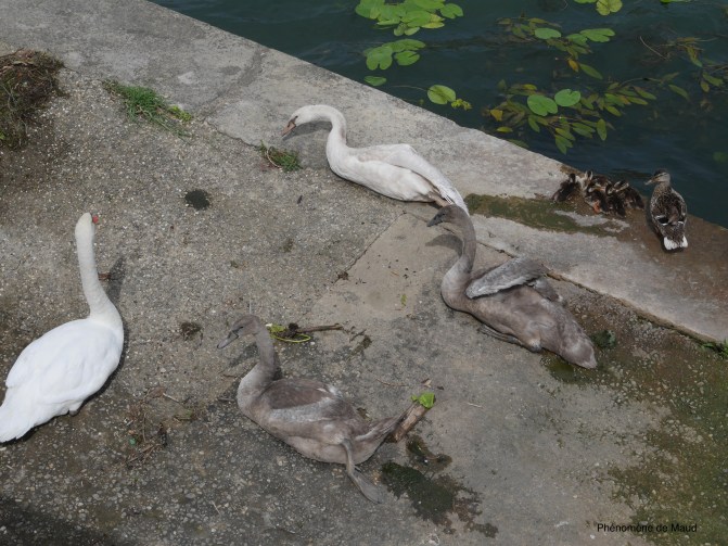 canards et cygnes