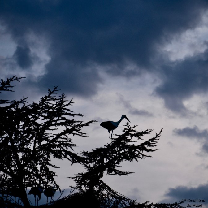 cigogne sur arbre phenomene de maud