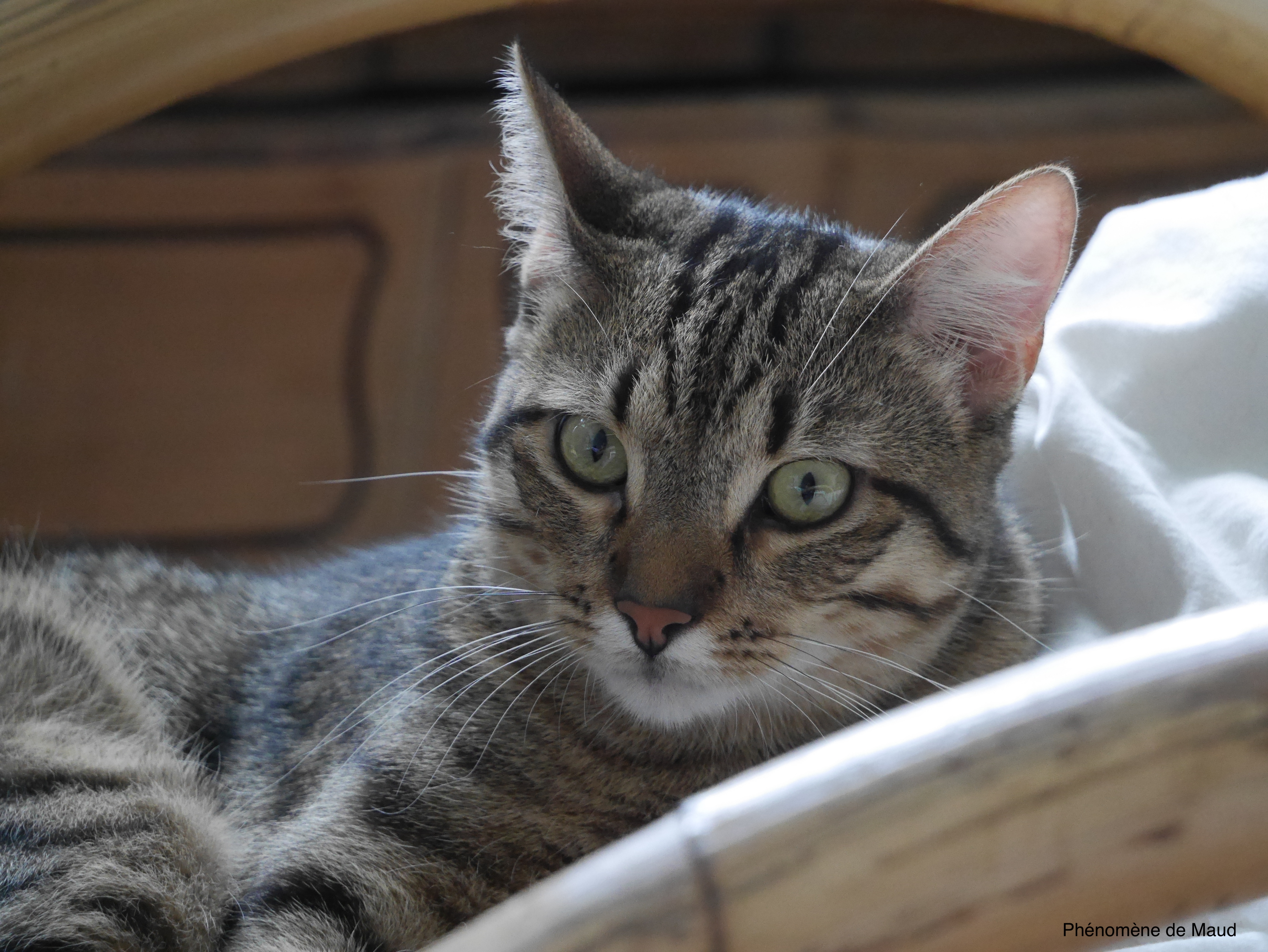 dumbo chaton chat 11 mois Phenomene de maud