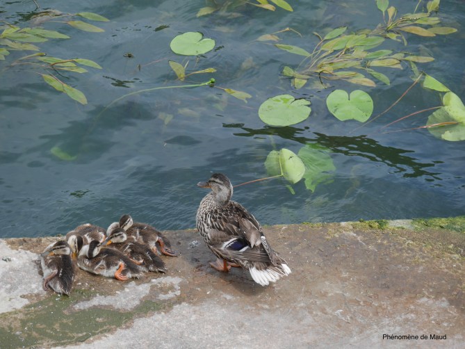 family duck