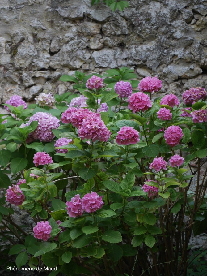 perouges 2 ortensia