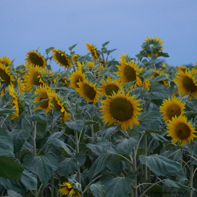 tournesols phenomene de maud