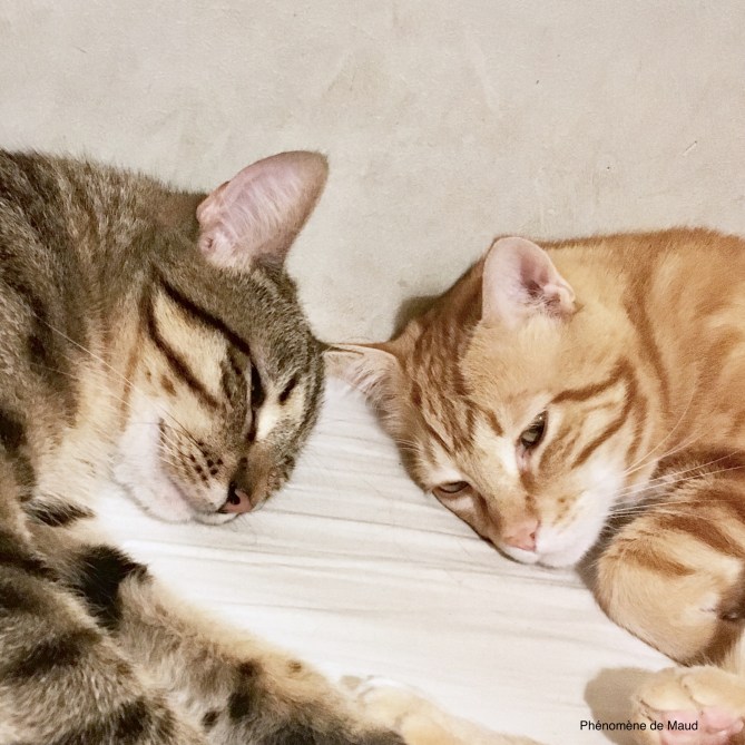 chats cats phenomene de maud.jpg
