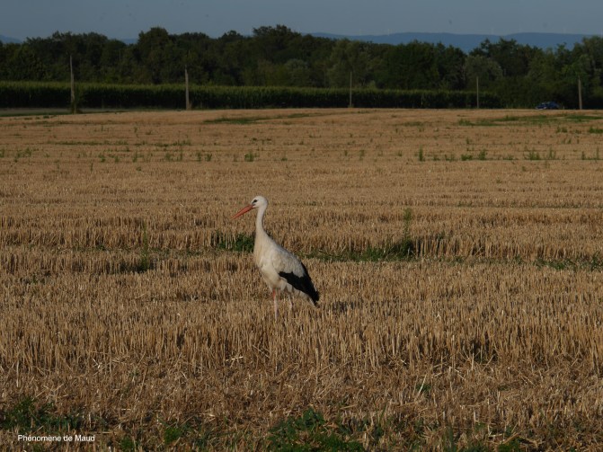 cigogne phenomene de maud