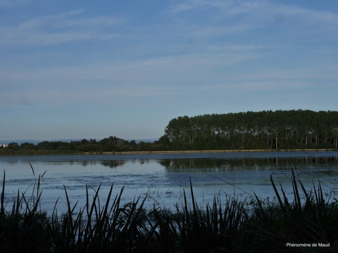 la Dombes étang 4 phenomene de maud