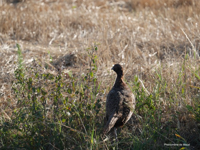 poule faisane phenomene de maud