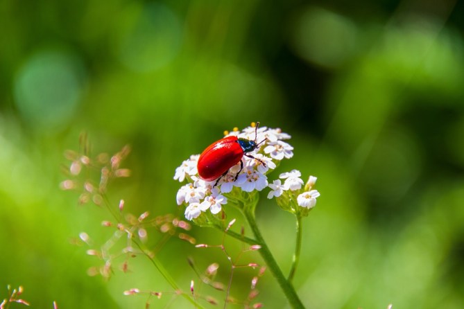 beetle-4453460_960_720