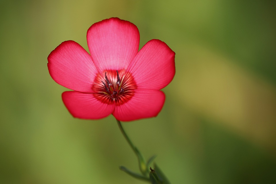 red-lein-4480699_960_720.jpg
