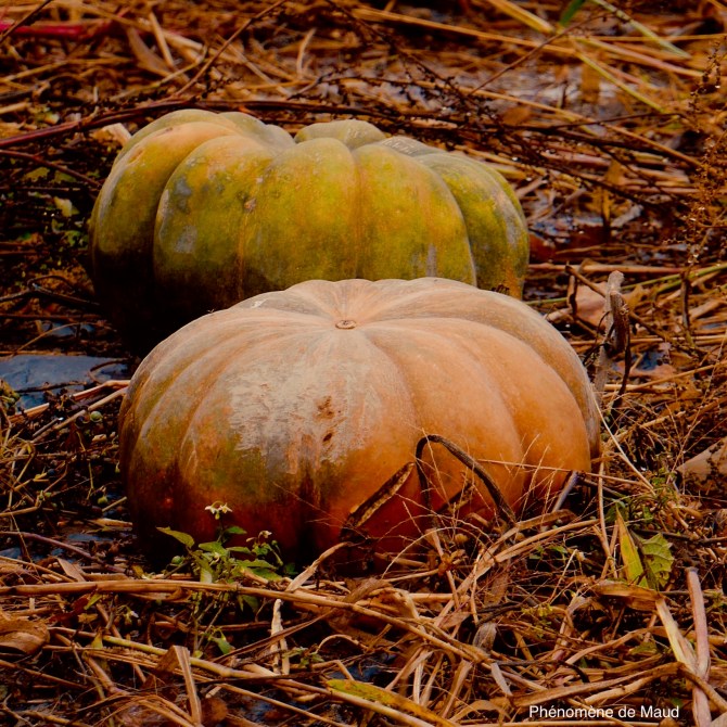 courges citrouilles.jpeg