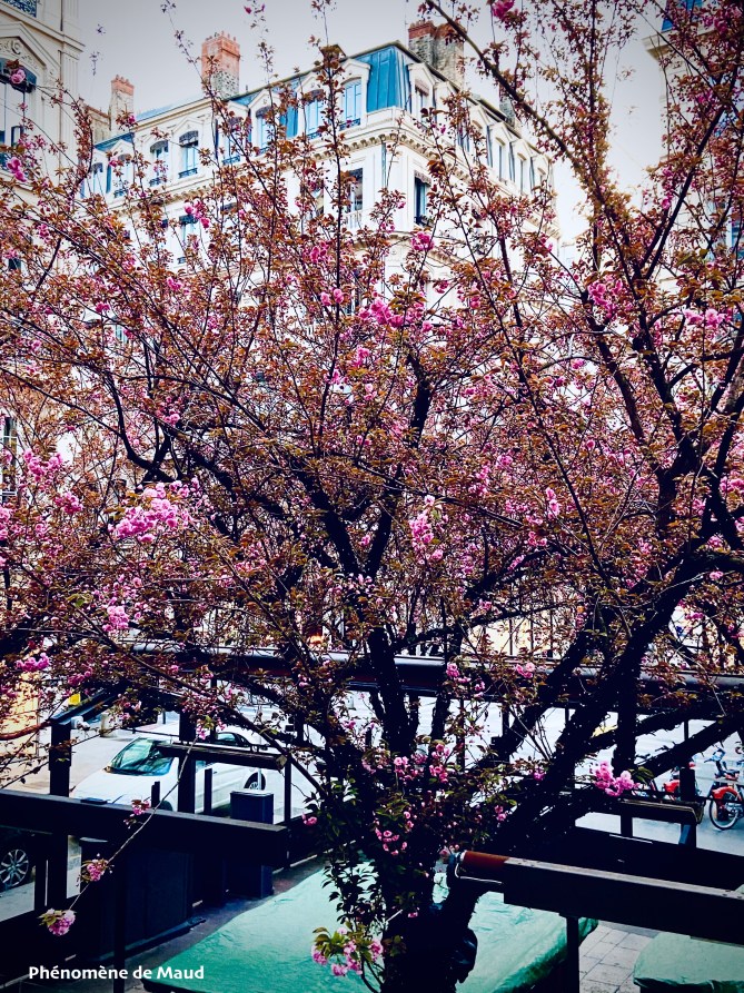 arbre en fleur