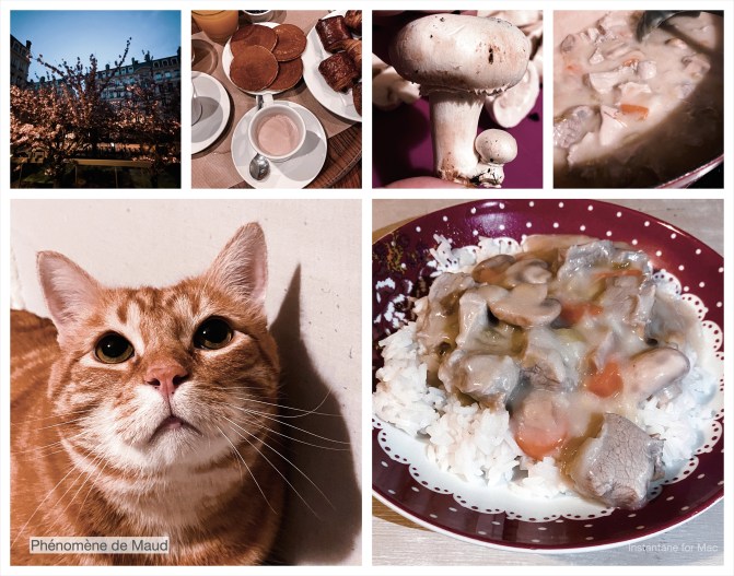 chat, arbre en fleur petite dejeuner blanquette de veau champignons phenomene de maud