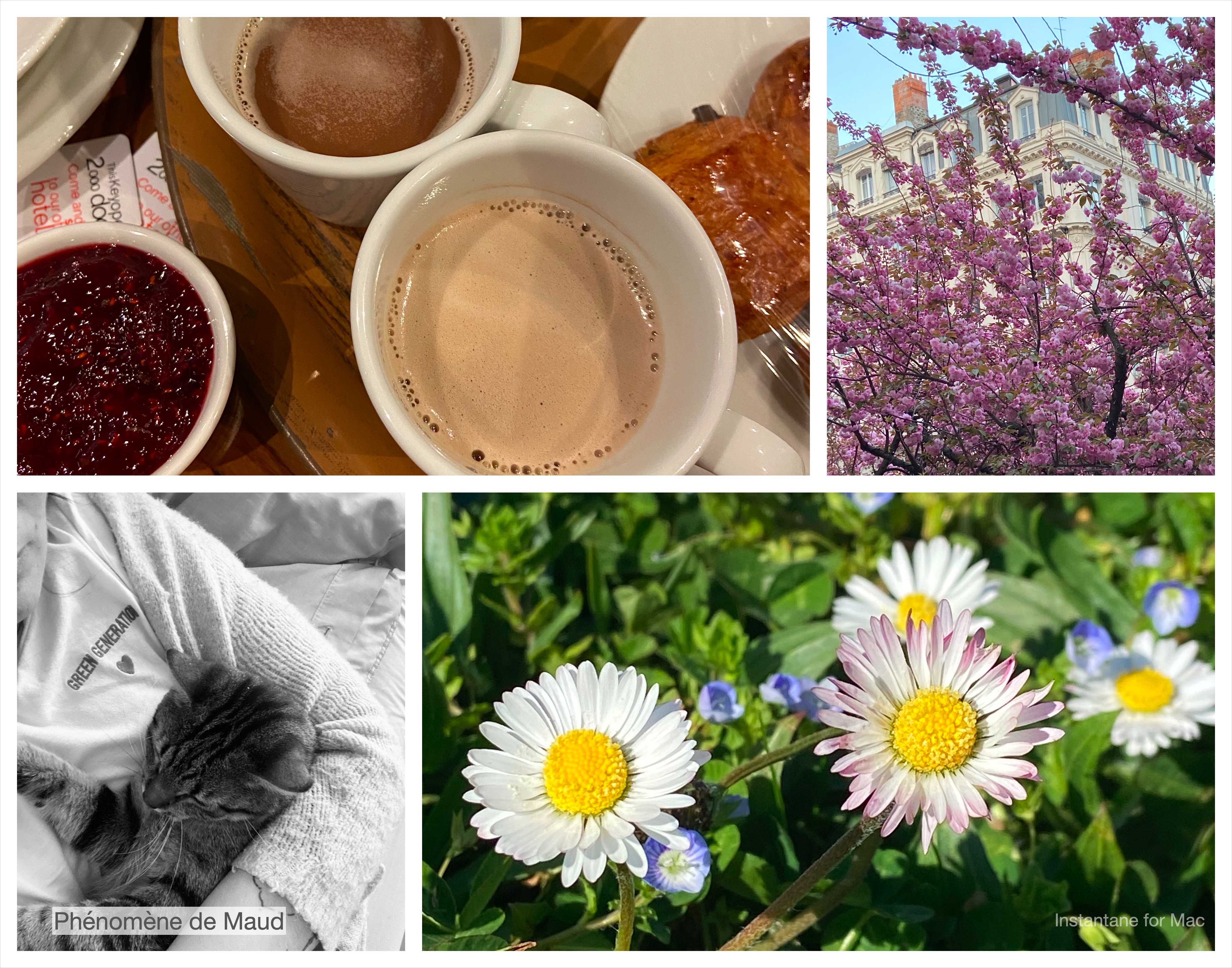 fleurs, petit dejeuner, chat, arbre en fleur,