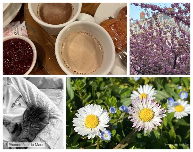 fleurs, petit dejeuner, chat, arbre en fleur,