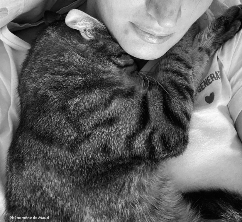 chat calin phenomene de maud