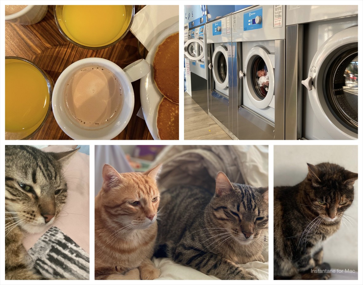 chats, laverie, petit dejeuner, phenomene de maud