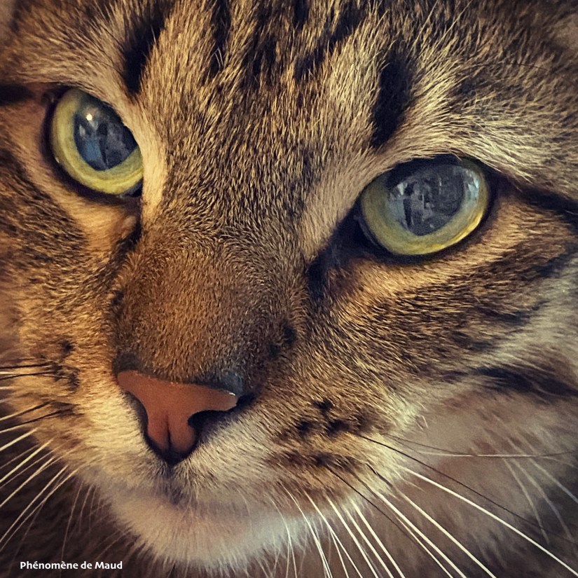 dumbo chat phenomene de maudJPG