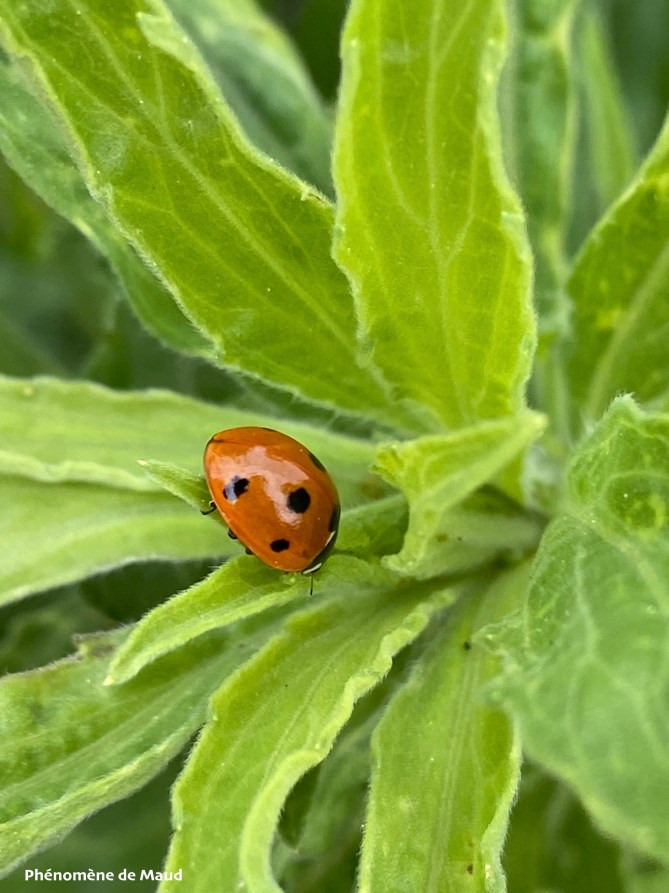 coccinelle