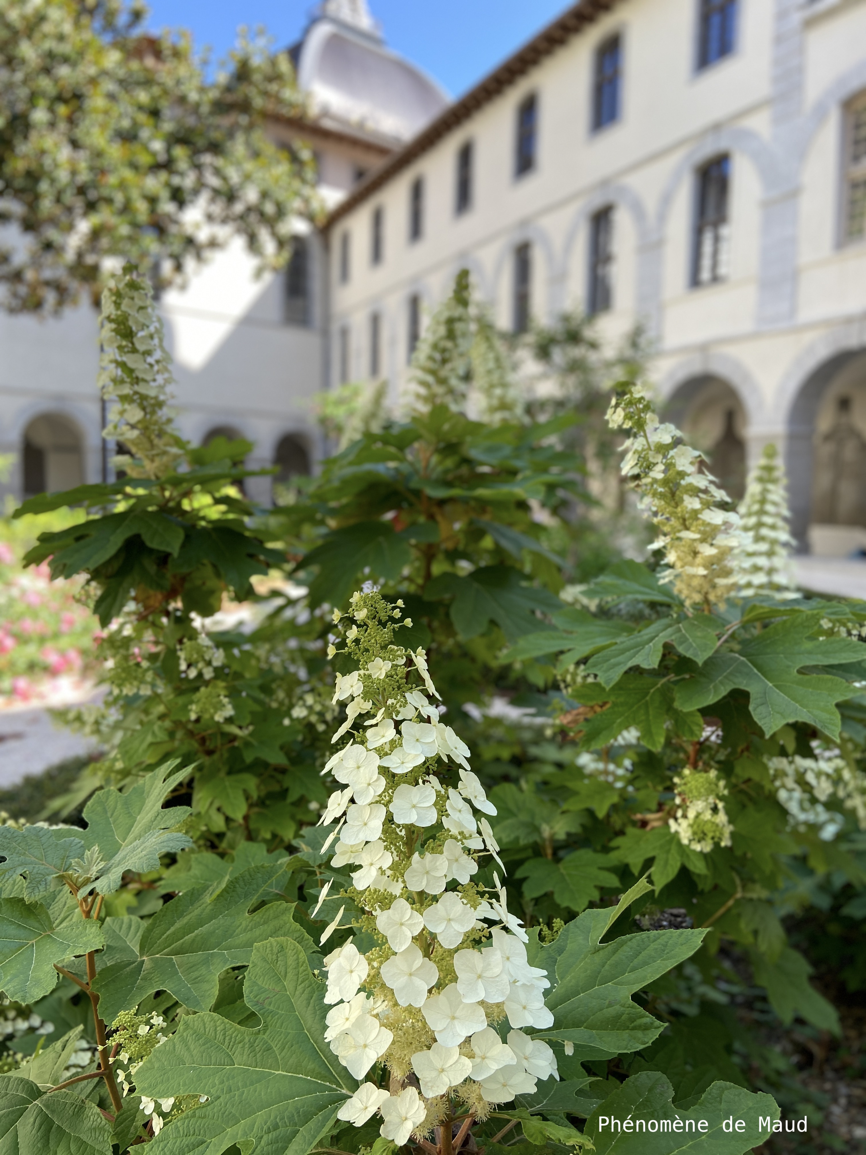 coour hotel dieu lyon