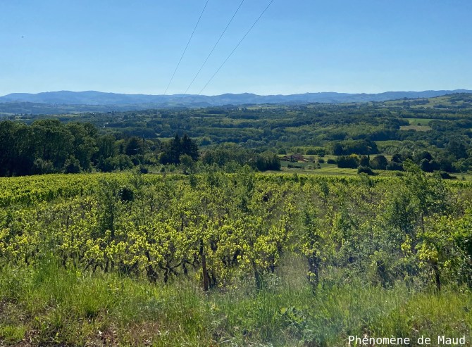 vignes beaujolais